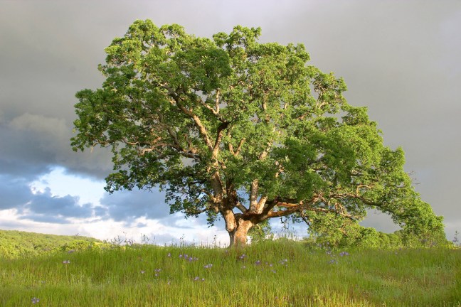 oak-tree-1533427-1278x852