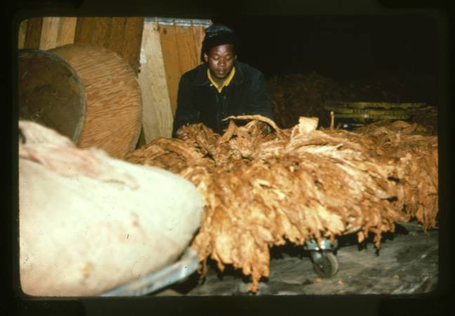 Tobacco_Processing